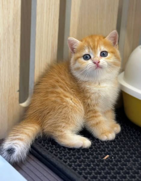 British Shorthair