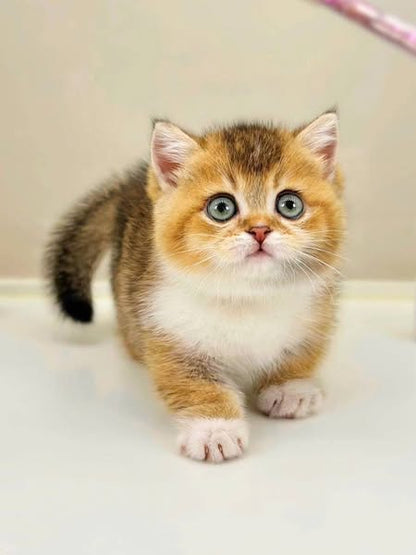 Munchkin