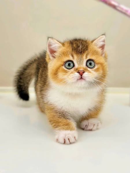 Munchkin