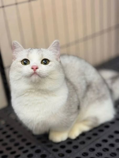 Munchkin