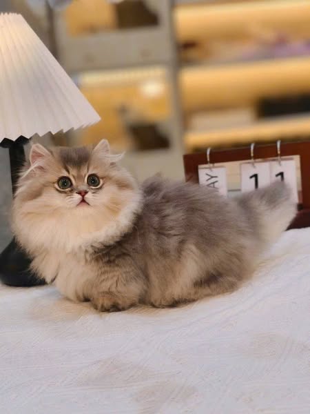 Munchkin Longhair
