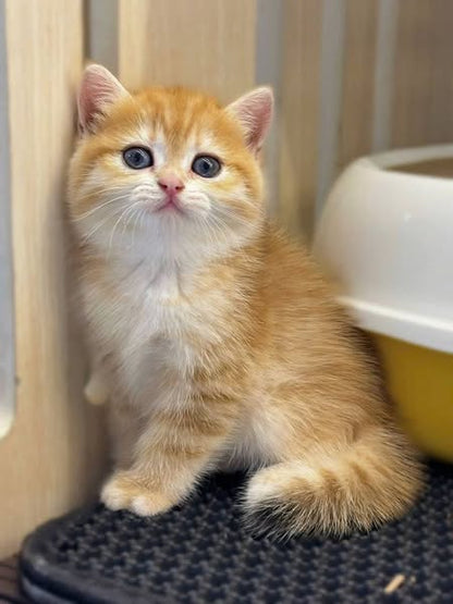 British Shorthair