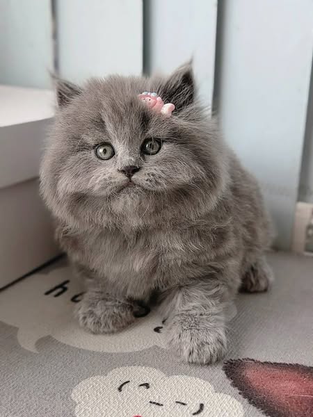 British Longhair