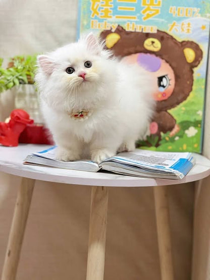British Longhair