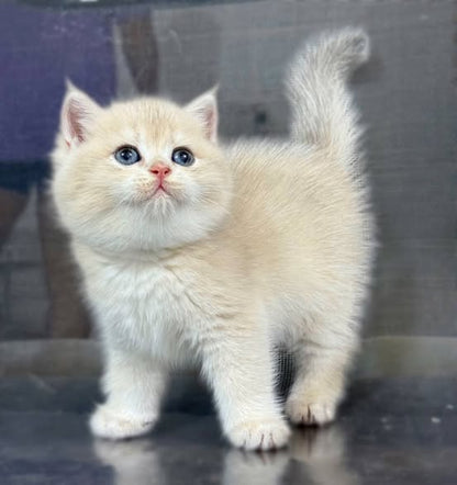 British Shorthair