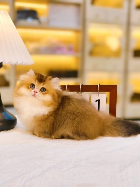 Munchkin Longhair