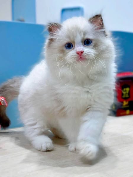 Ragdoll
