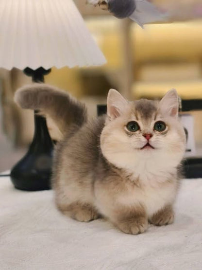 Munchkin
