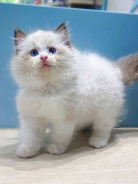 Ragdoll