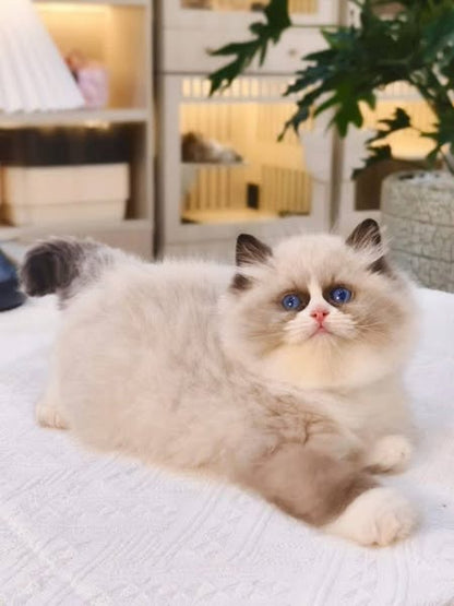 Ragdoll