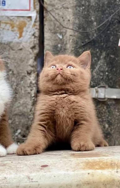 British Shorthair