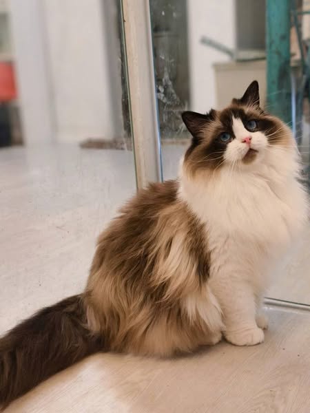 Ragdoll