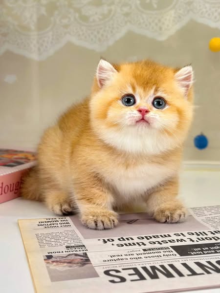 British Shorthair