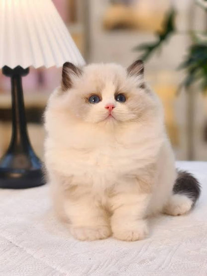 Ragdoll