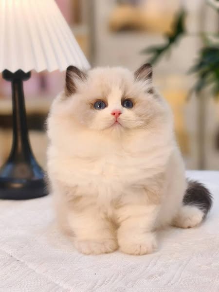 Ragdoll