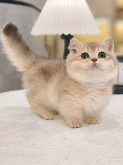 Munchkin