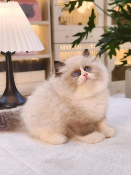 Ragdoll