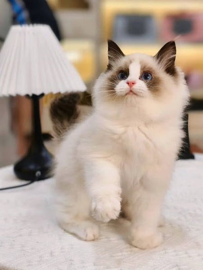 Ragdoll