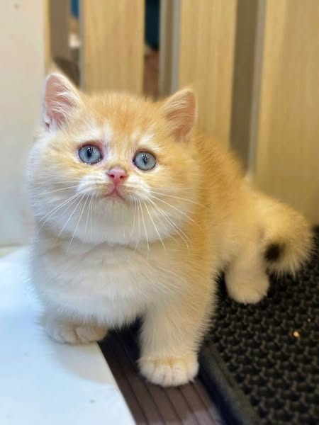 British Shorthair