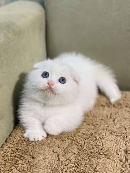Munchkin Fold