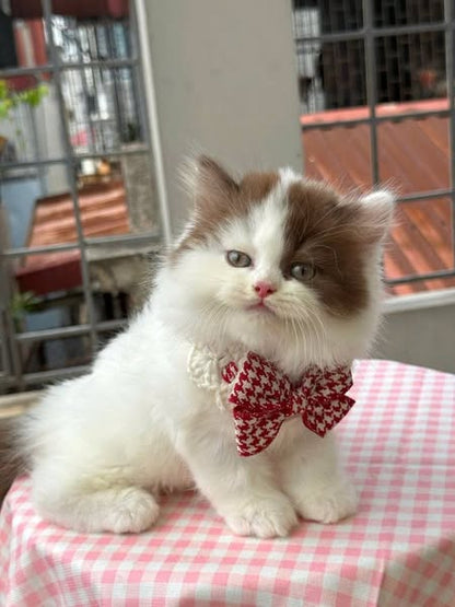 British Longhair
