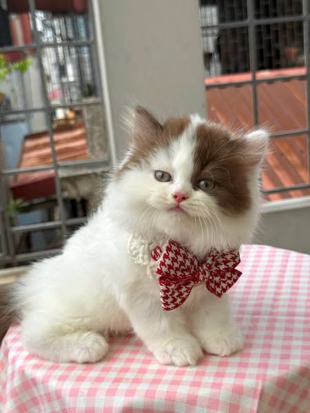 British Longhair