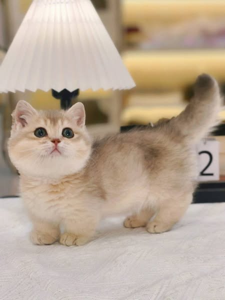 Munchkin
