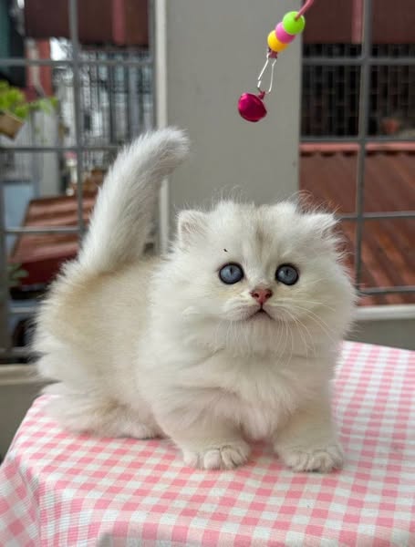 Munchkin Fold Longhair