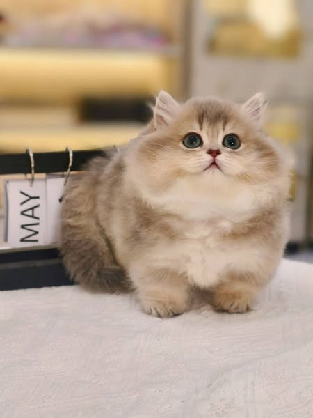 Munchkin Longhair