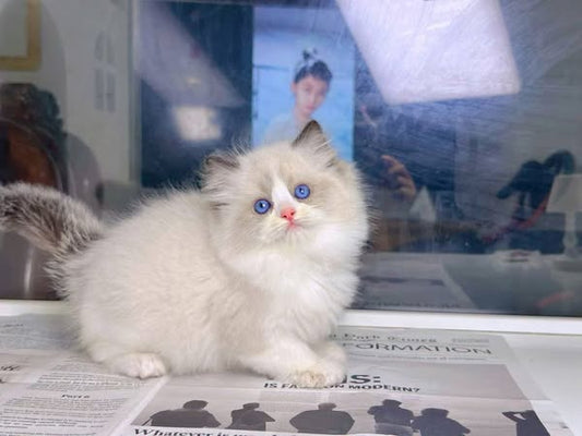 Ragdoll