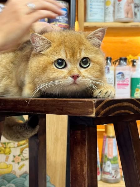 British Shorthair