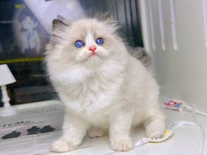 Ragdoll