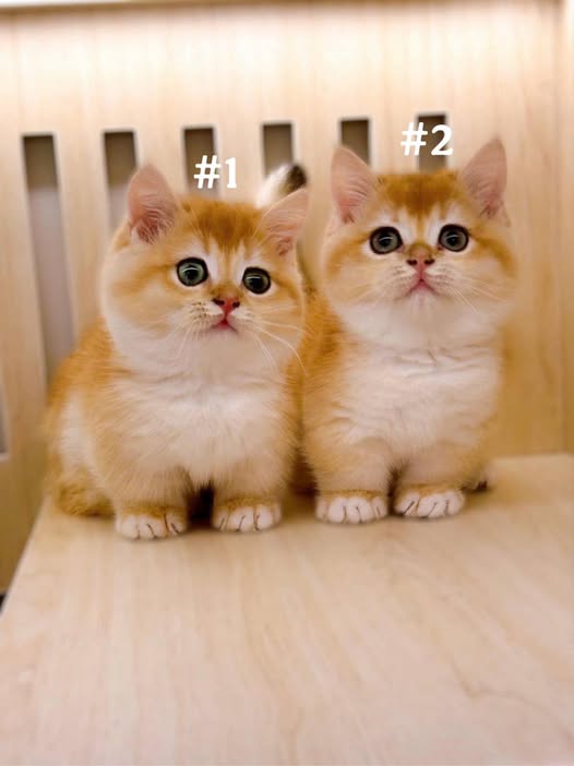 Munchkin