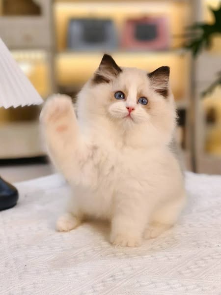 Ragdoll