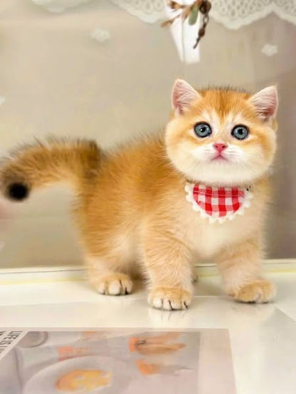 British Shorthair