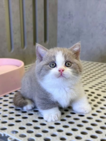 Munchkin