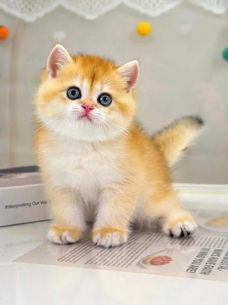British Shorthair