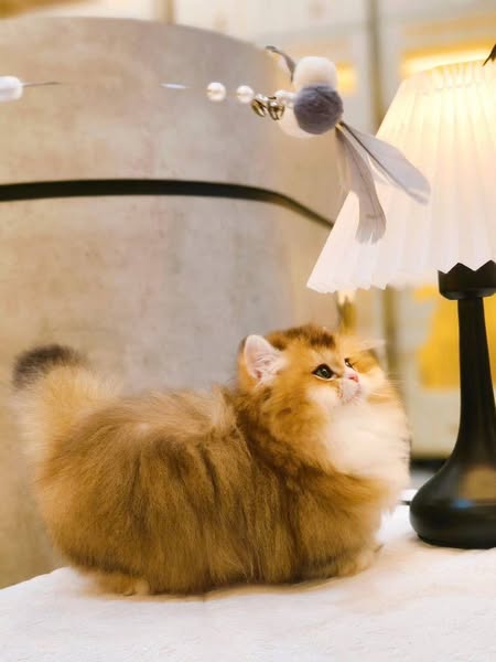 Munchkin Longhair