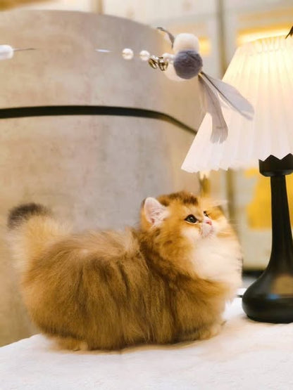 Munchkin Longhair