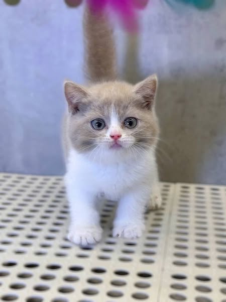 British Shorthair
