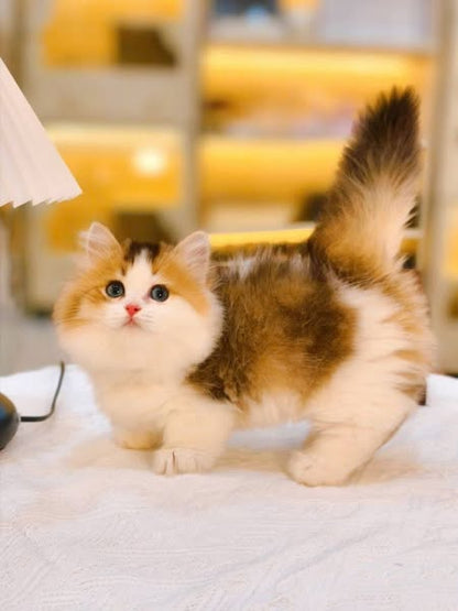 Munchkin Longhair
