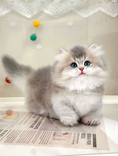 Munchkin Longhair