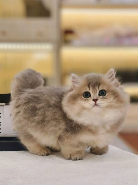 Munchkin Longhair