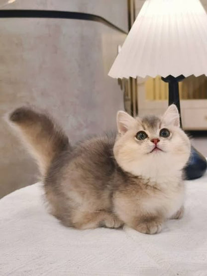 Munchkin