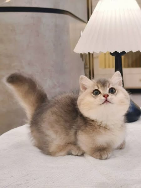 Munchkin