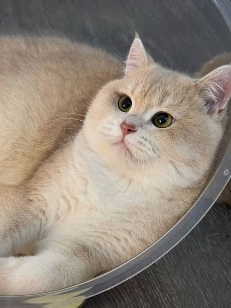 British Shorthair