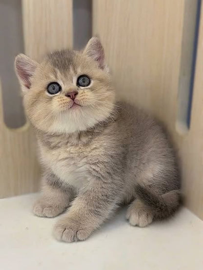 British Shorthair