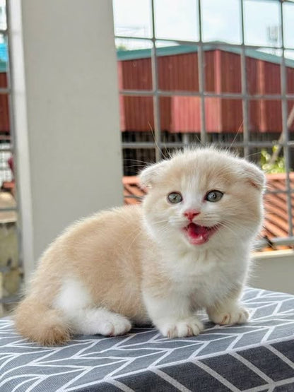 Munchkin Fold