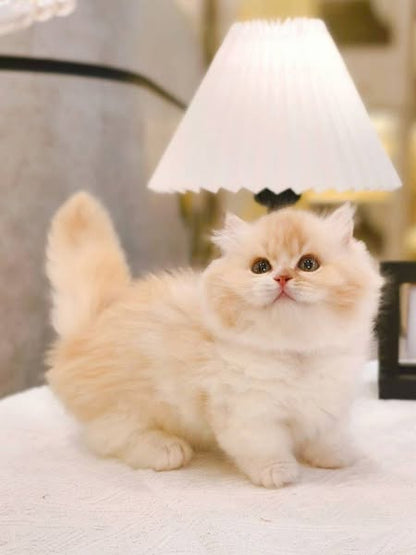 Munchkin Longhair