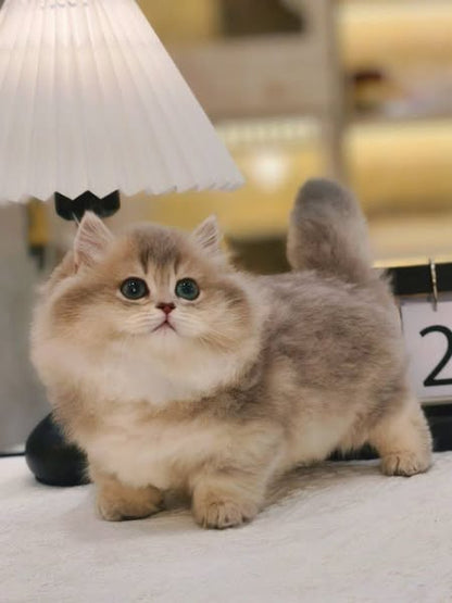 Munchkin Longhair